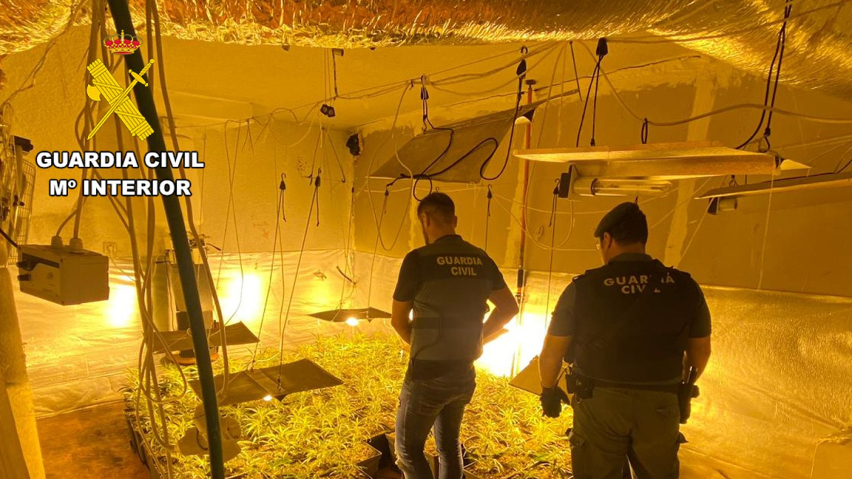 Imagen de la plantación desmantelada.