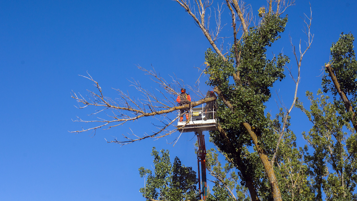 Dos trabajadores de Jardines de Burgos subidos a una grúa para podar las copas de los chopos en el parque de La Quinta.