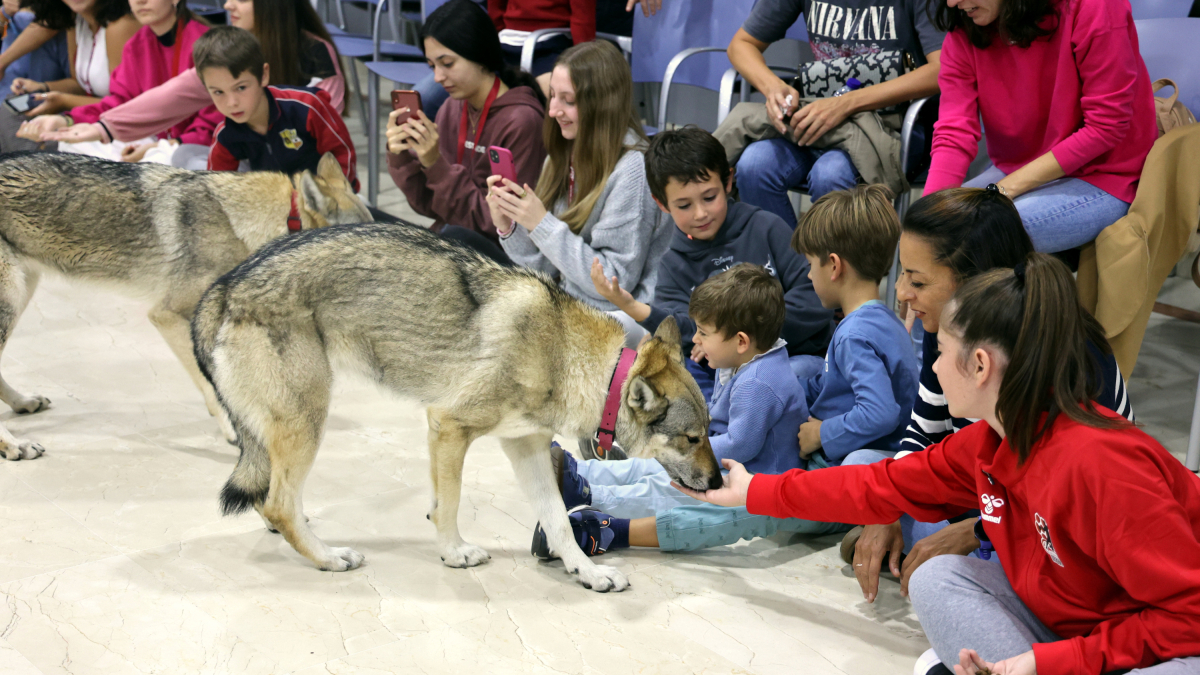Imagen de uno de los lobos.