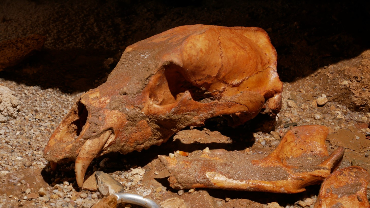 Cráneo del oso pardo encontrado por Edelweiss.