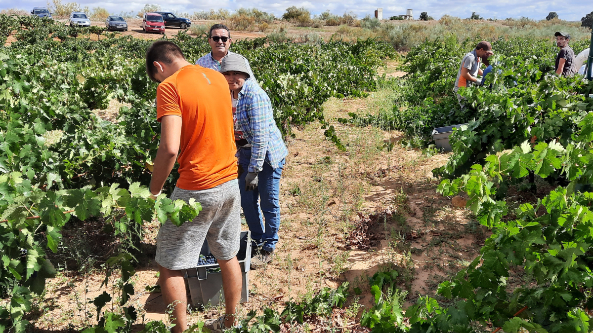 La cosecha se ha quedado a poco de alcanzar los 118 millones de kilos de uva