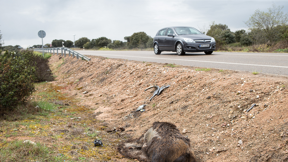 Imagen de un jabalí atropellado