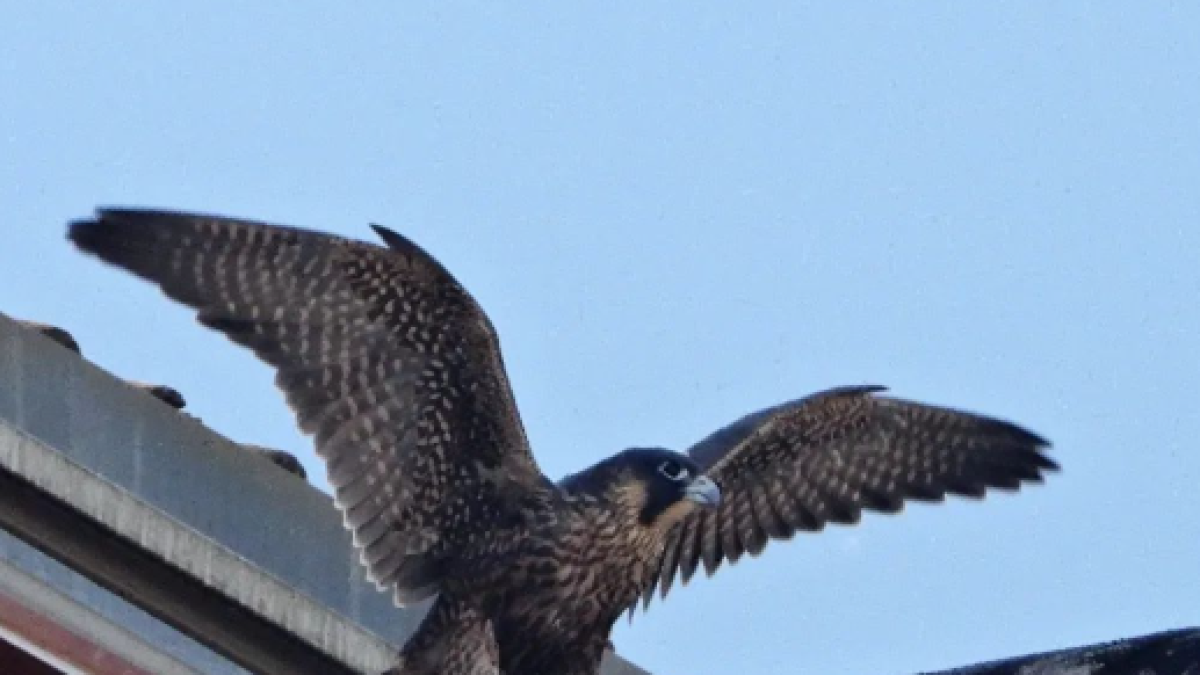 Imagen de uno de los halcones peregrinos reintroducidos en la ciudad por el proyecto Hacking Burgos.