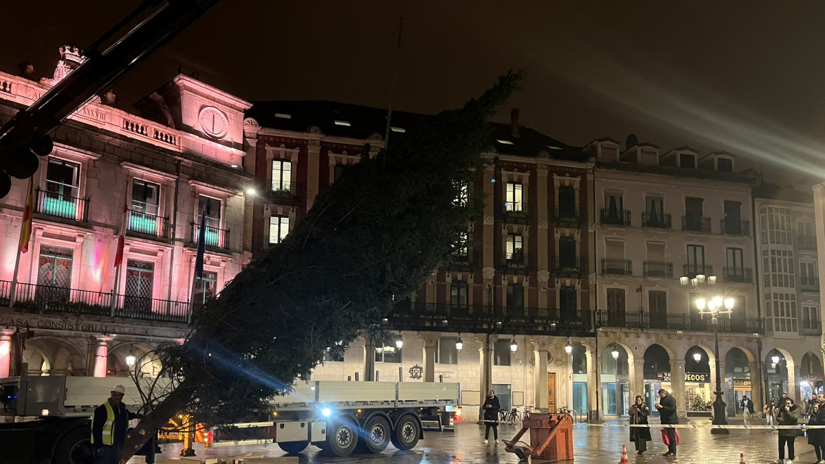 Colocación del árbol en plena plaza mayor de Burgos.