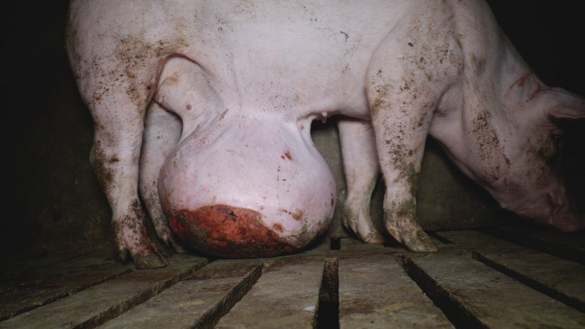 Imagen de uno de los animales de la granja de Quintanilla del Coco.