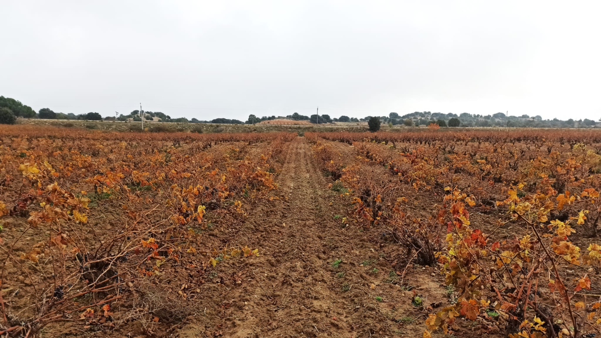 Imagen de un viñedo de la Ribera del Duero