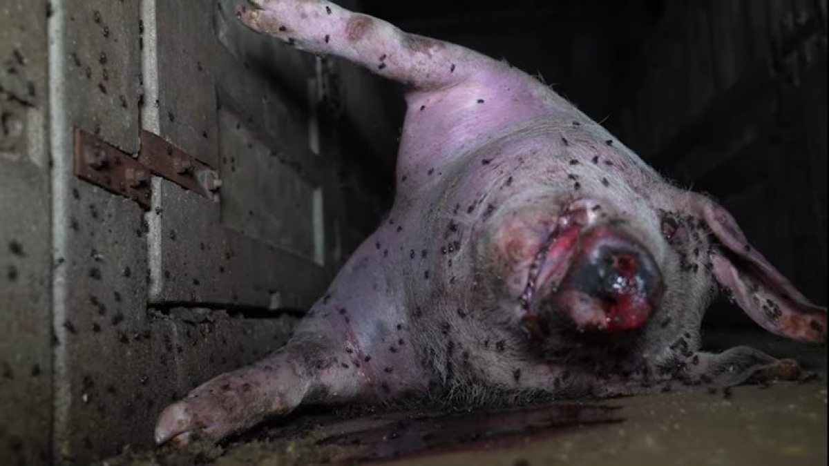 Imagen que Observatorio de Bienestar Animal atribuye a la granja.