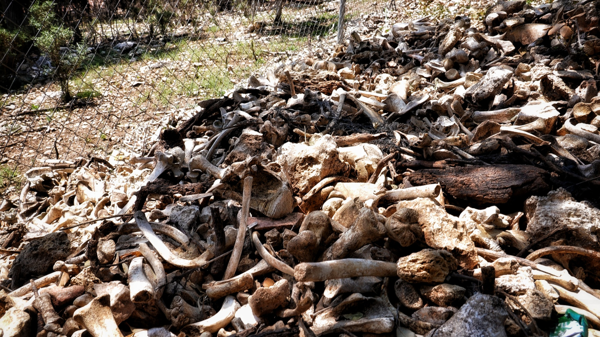 Imagen de huesos amontonados en el exterior de la granja.