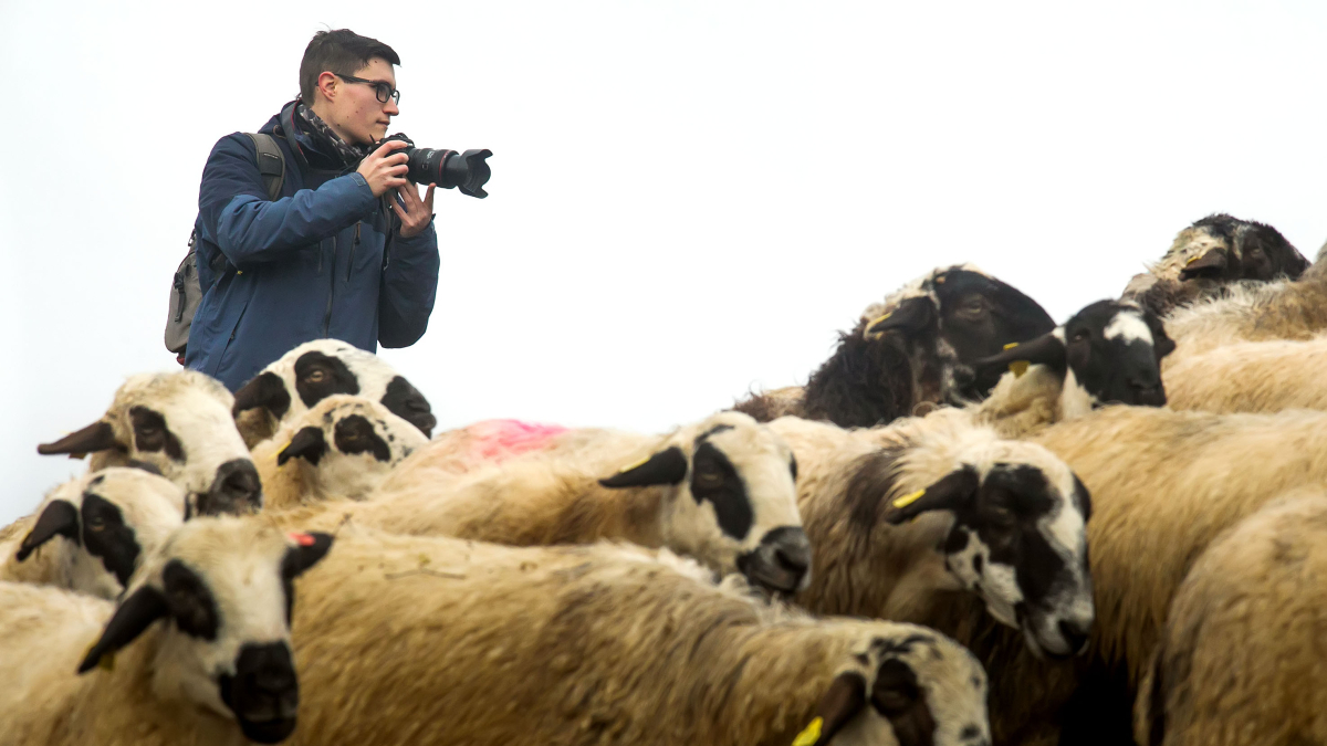 El joven burgalés Jorge Contreras hace fotos a un rebaño de ovejas.
