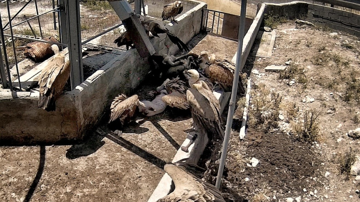 Unos buitres devoran un cerdo en el exterior de la granja.