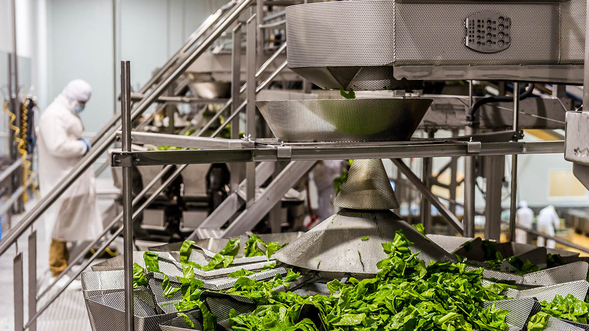 Imagen de una planta de Verdifresh
