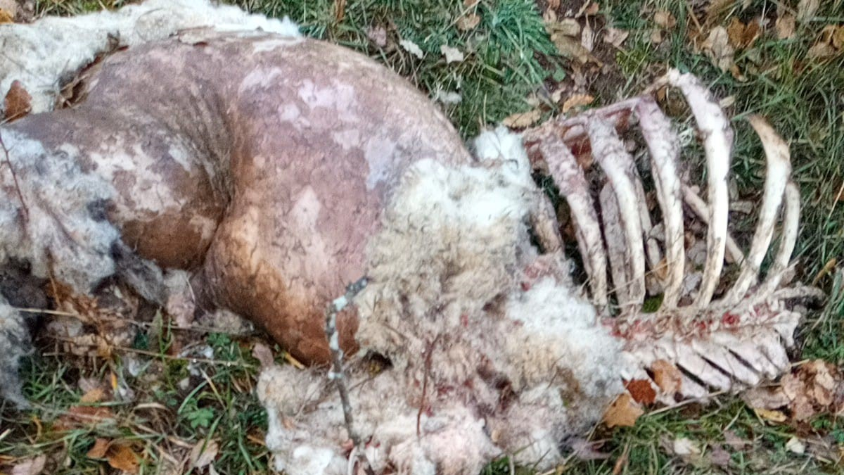 El ataque del lobo deja seis ovejas muertas y varias mordidas en Villafranca Montes de Oca