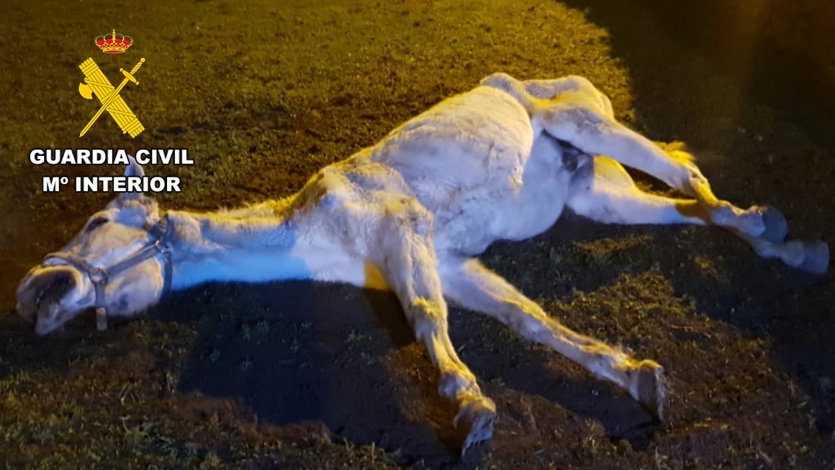 Caballo sometido a maltrato animal en Las Merindades.