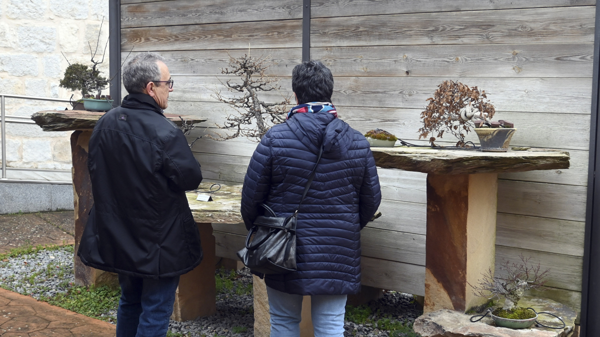 Museo del Bonsai de Villagonzalo de Pedernales