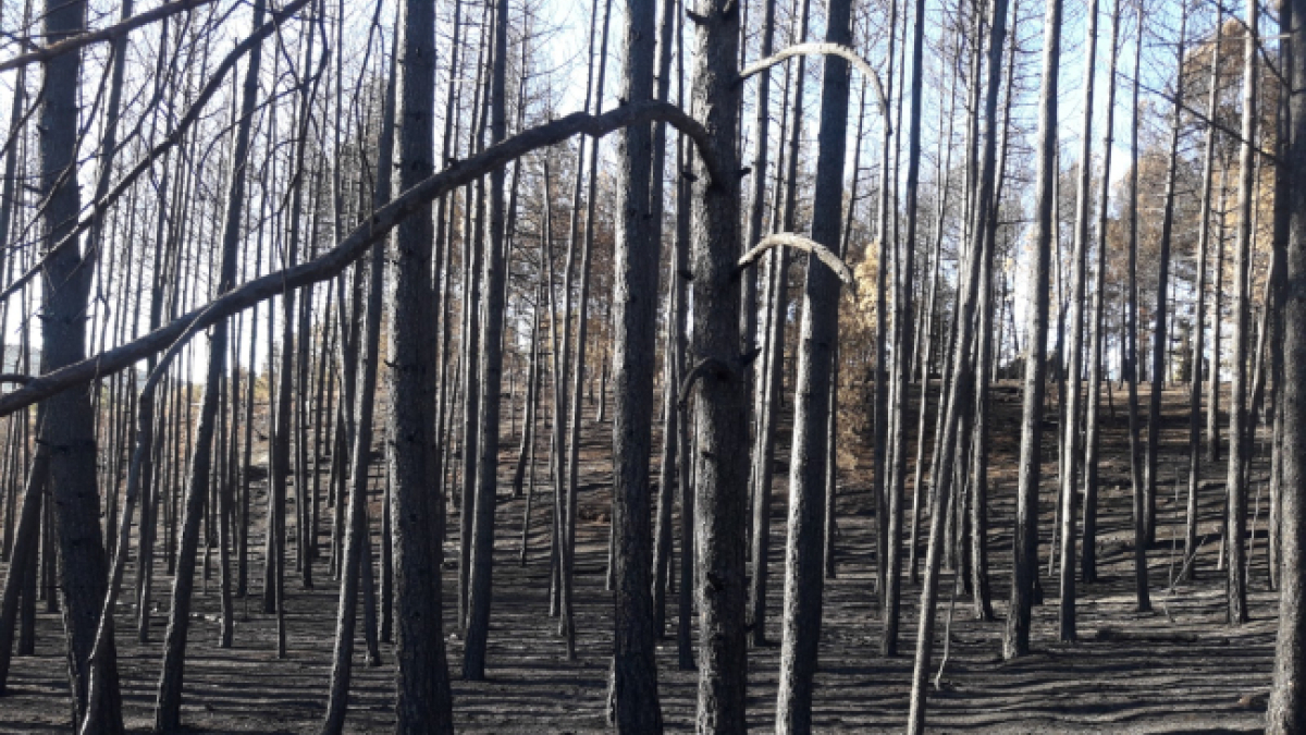 Arbolado afectado en el incendio de la sierra de Arlanza.