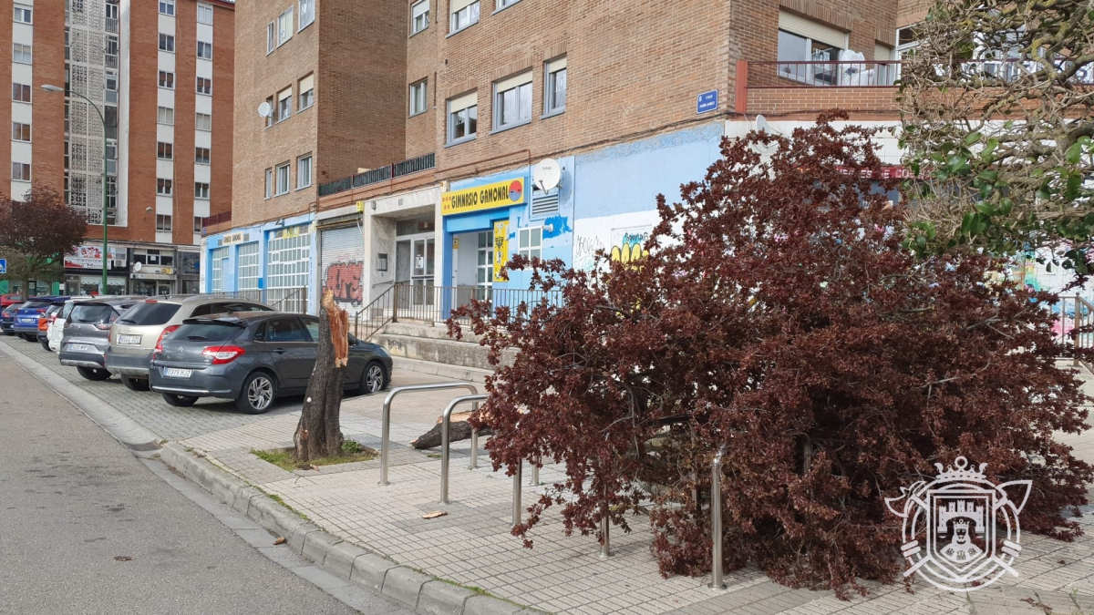 Árbol caído a consecuencia de la borrasca Nelson en Burgos.
