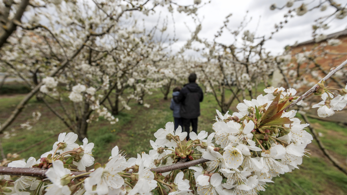 Las flores ya cubren buena parte de los cerezos del Valle de las Caderechas.
