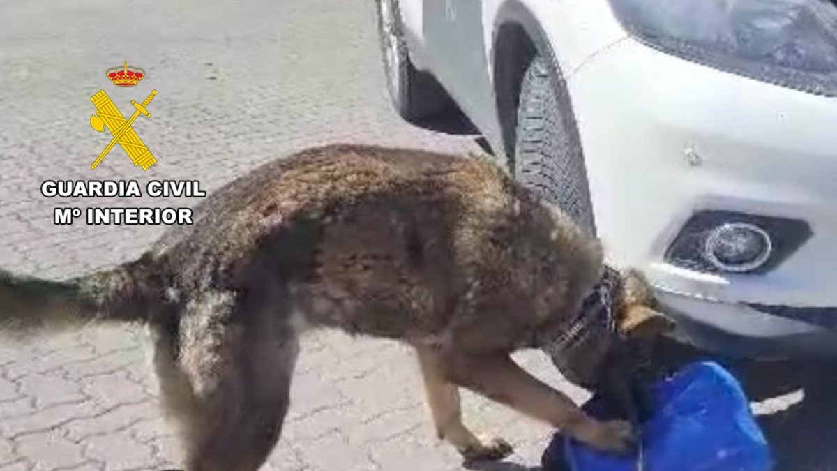 Un perro rastrea en busca de droga.