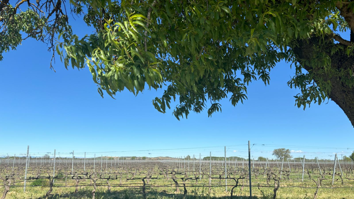 Imagen de un viñedo de la Ribera del Duero