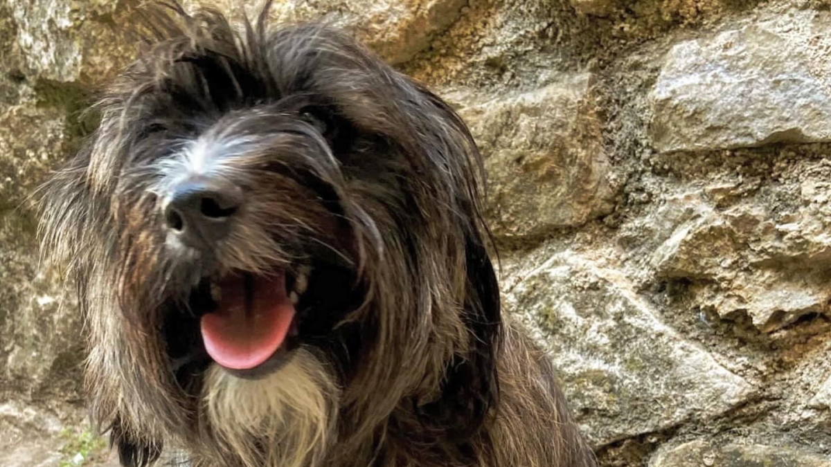 El efecto terapéutico de los animales es eficaz en los síntomas de la parálisis cerebral.