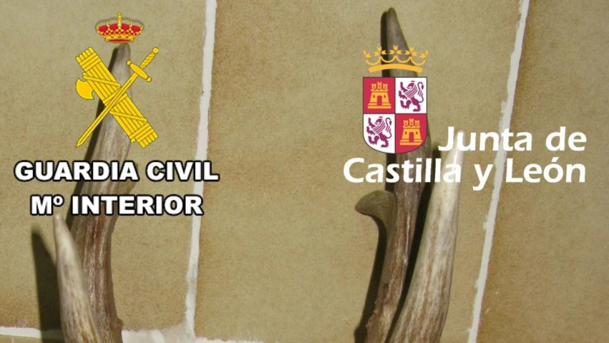 Denunciado en Burgos un empresario cinegético por el incorrecto precintado de un corzo.