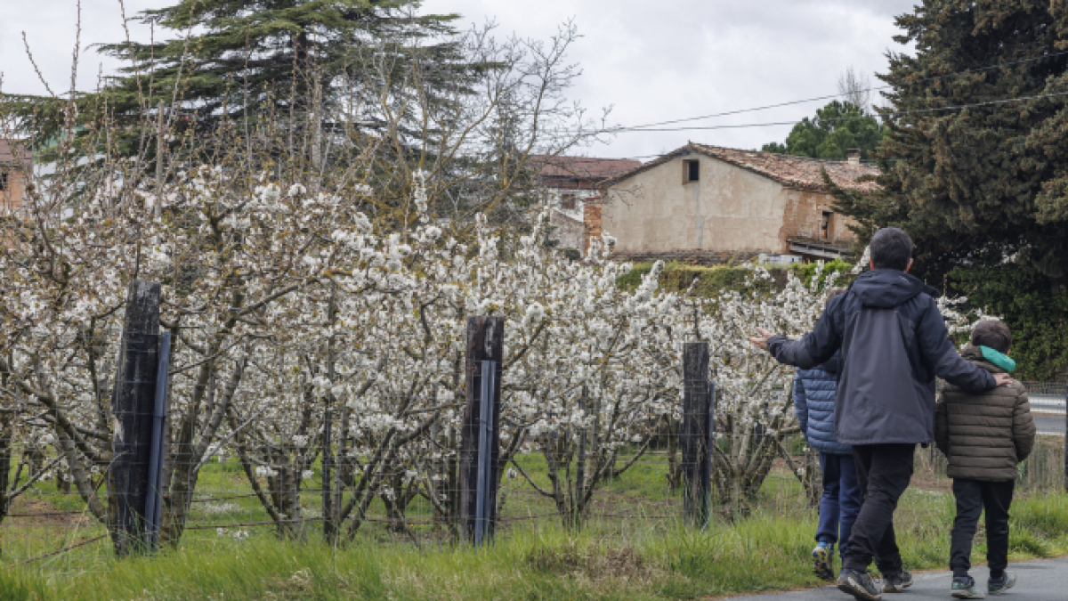 Imagen de los cerezos en flor del Valle de Caderechas.