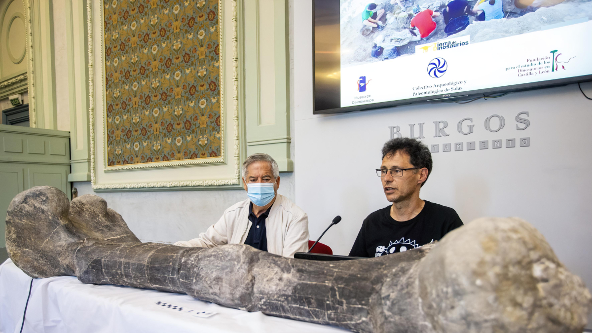 Imagen de un hueso de dinosaurio presentado por el CAS de Salas de los Infantes.