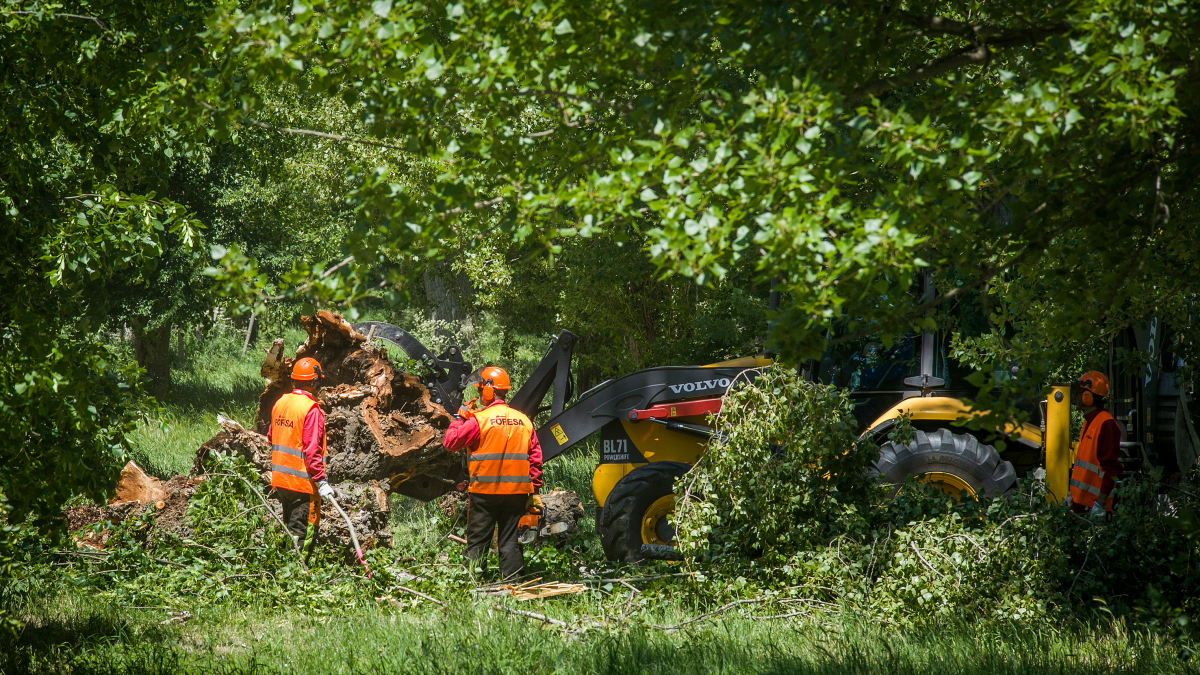 Los operarios trabajando en el apeo de uno de los árboles del parque de El Parral.