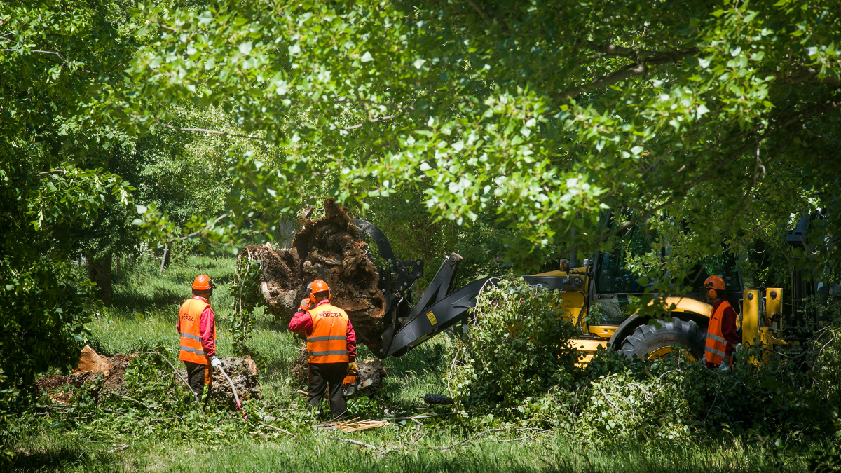 Tala de árboles en el parque de El Parral a principios de junio.