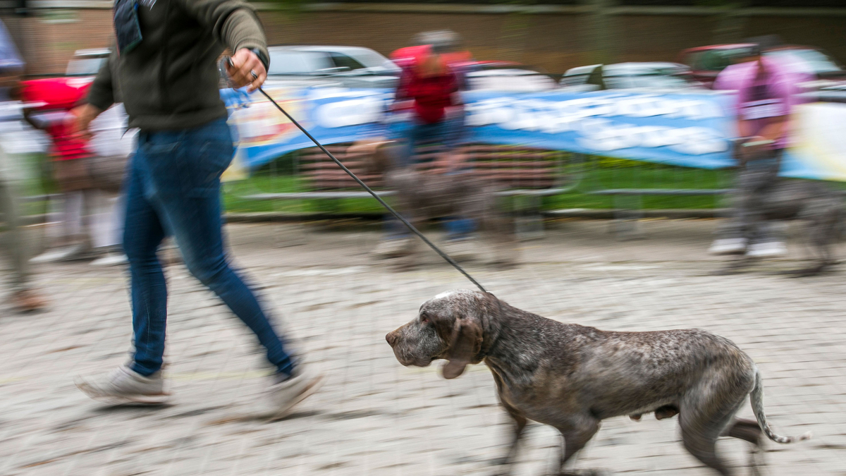 Un ejemplar de perro perdiguero de Burgos, en el paseo del Empecinado.