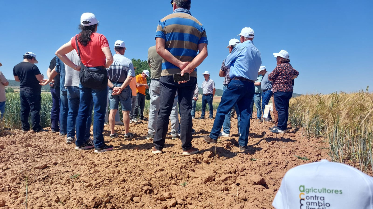 Visita de un grupo de agricultores a los campos de ensayo de UPA Burgos en Castrillo de Solarana.