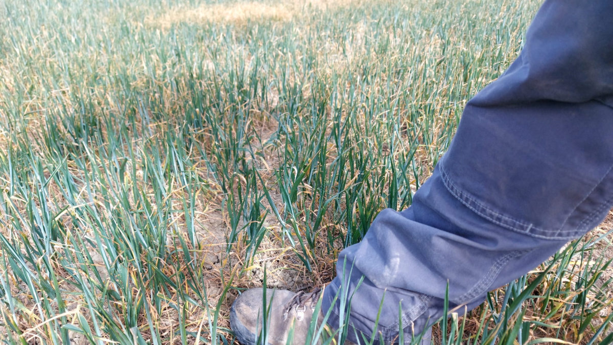 Los efectos de la sequía son palpables en la Riojilla Burgalesa.