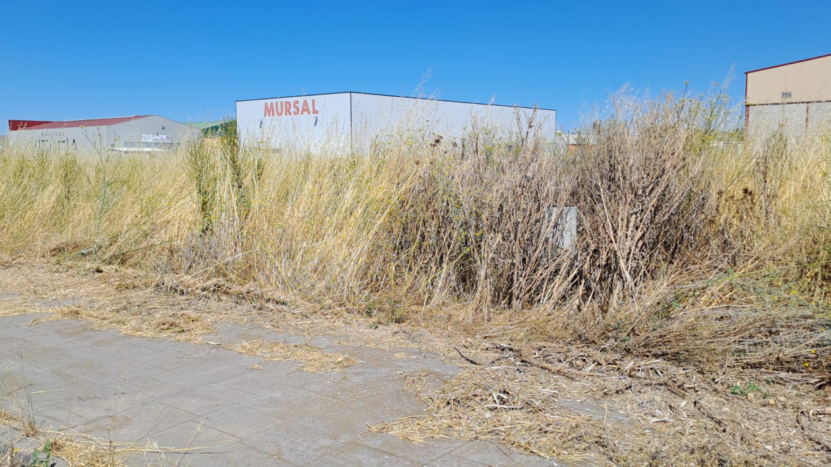La vegetación en algunas zonas ha alcanzado niveles alarmantes