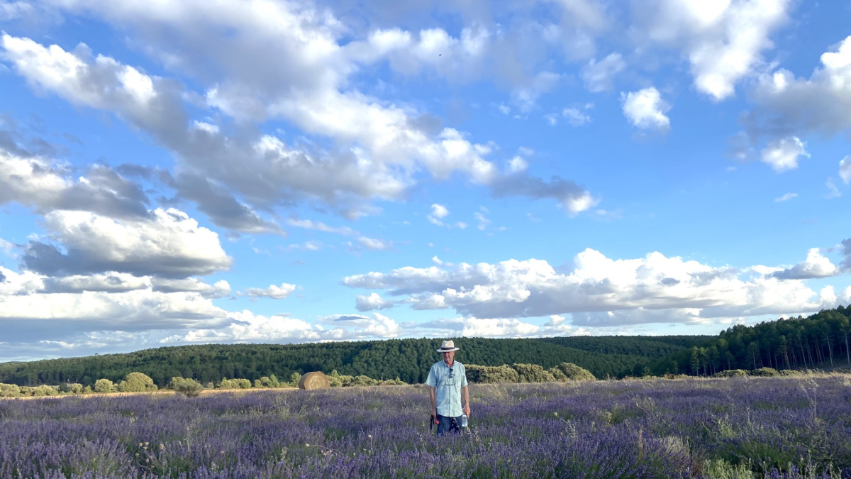 El cultivo de lavanda se extiende por la Comarca del Arlanza.