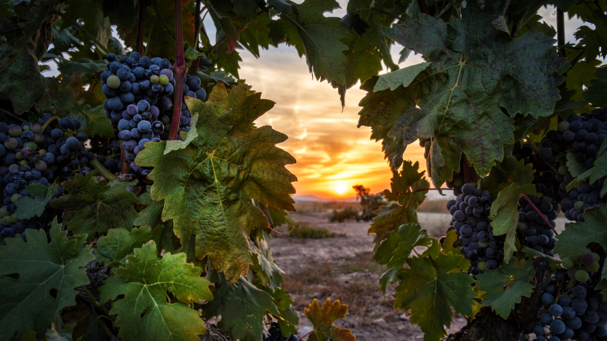 'Entre viñas', imagen ganadora del Concurso de Fotografía Burgos Origen y Destino.