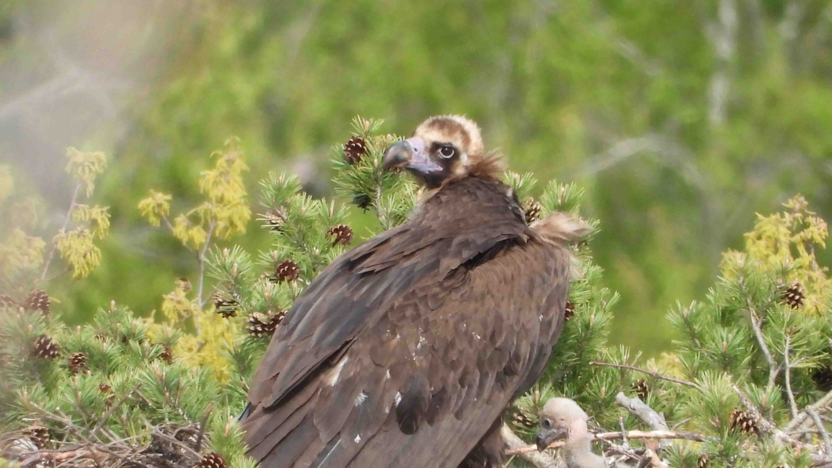 Buitre negro con su pollo, nacido en 2024 en la Sierra de la Demanda.