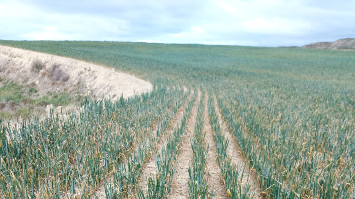 Efecto de la sequía en la Riojilla Burgalesa.