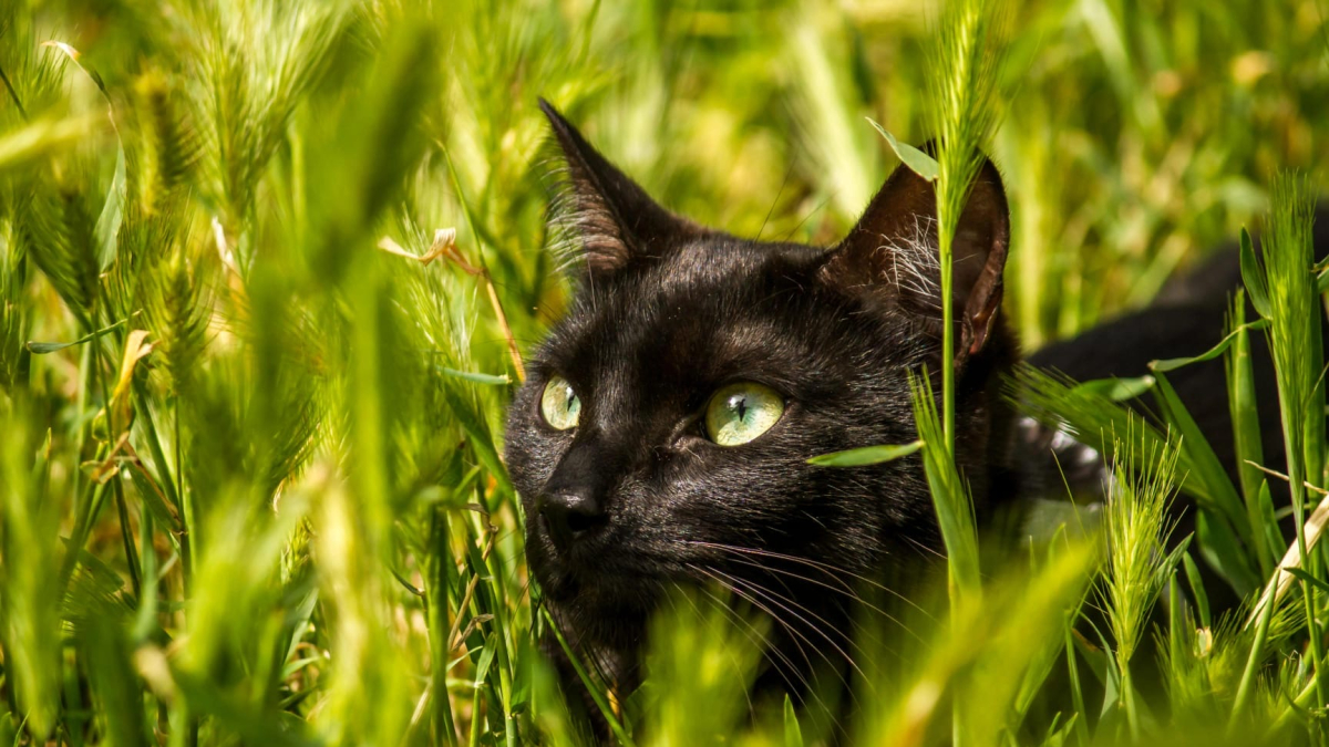 Mäsëräti, un gato rescatado,  Fotografía ganadora de uno de los premios.