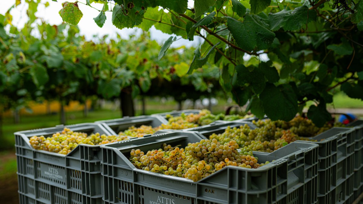 Archivo - Varias cajas llenas de uvas durante la época de vendimia,