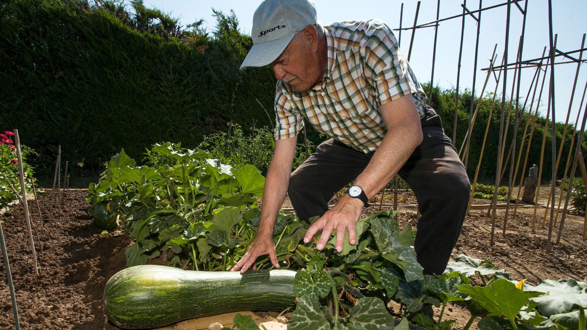 Los huertos del Soto de Don Ponce siguen llenos mientras Fuentecillas no arranca.