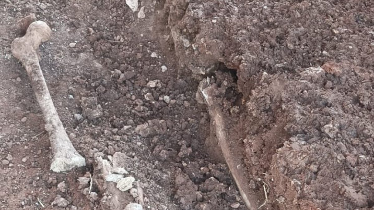 Primeros restos de una fosa común de la Guerra Civil en Rebolledo de la Torre.