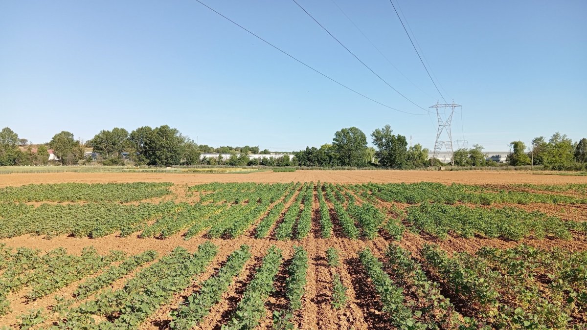 Plantación de quinoa en el Itacyl.