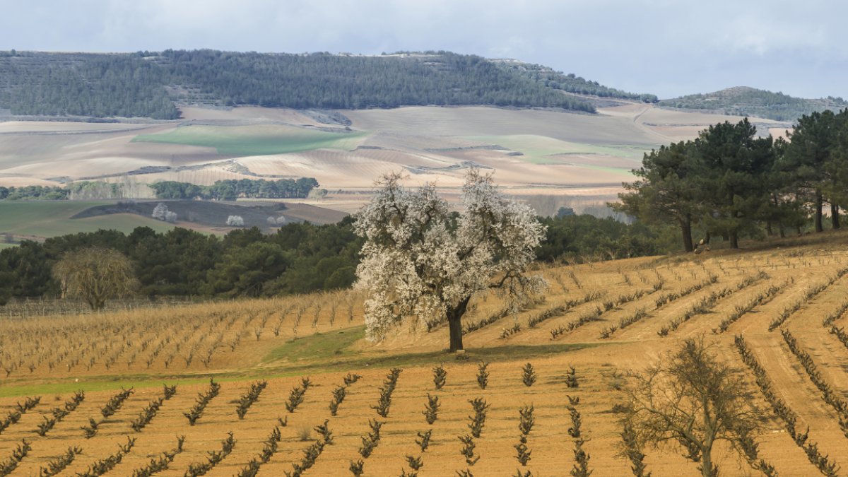 Viñedos de la Denominación de Origen Ribera del Duero en La Horra.