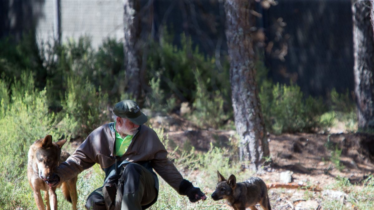 Ejemplares de lobo en el Centro del Lobo Ibérico de Castilla y León