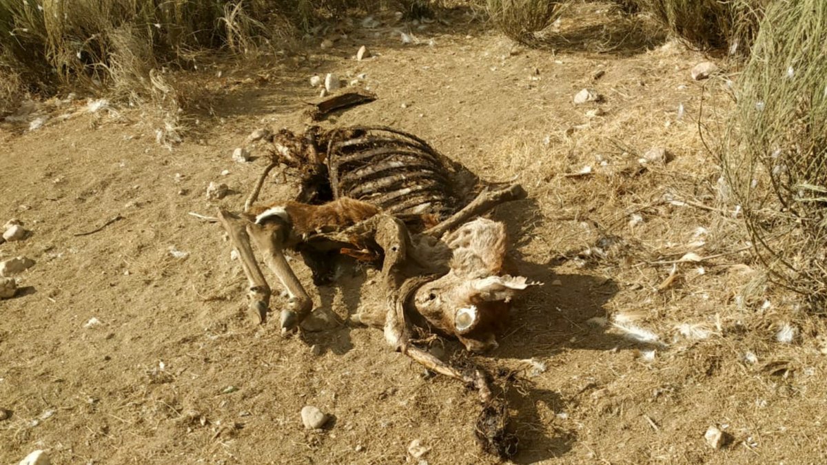 Ejemplar de ciervo muerto en la provincia de Zamora