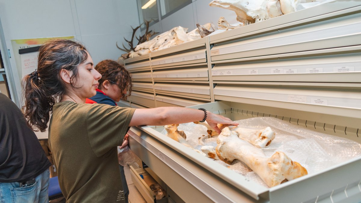 El LEH cuenta con una colección de anatomía comparada de fauna que permite identificar los restos que aparecen en la excavación.