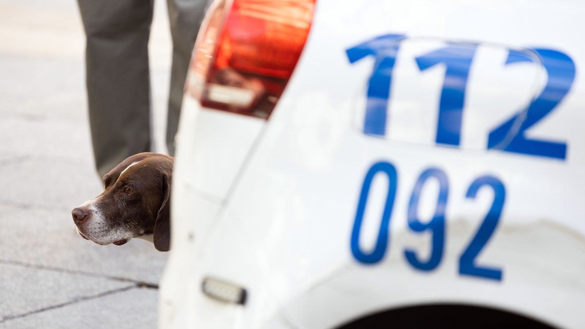 Un perro tras un vehículo de la Policía Local de Burgos en una calle de la capital.