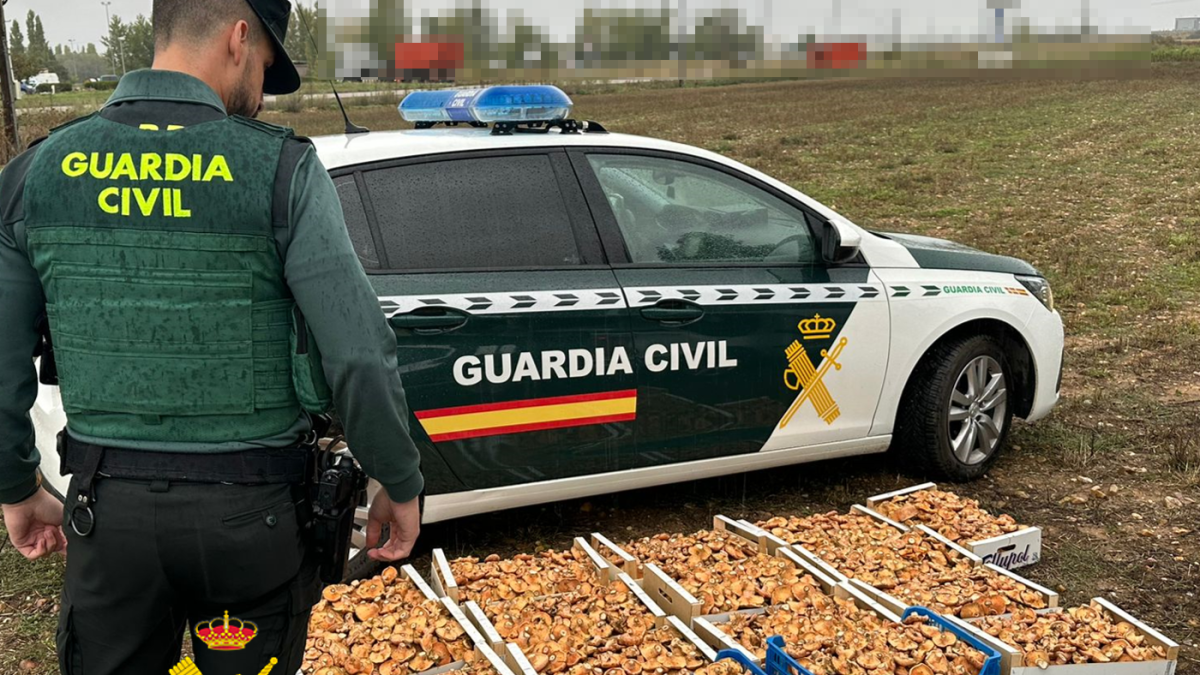 Níscalos intervenidos por los agentes.