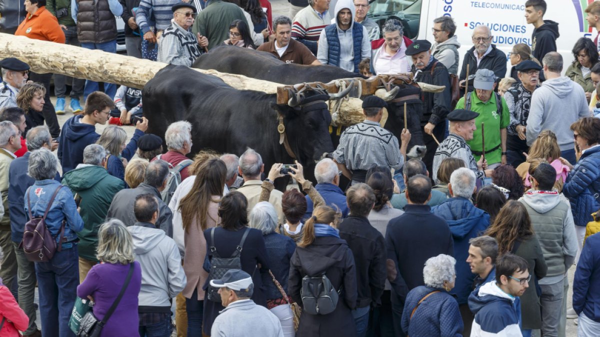 Los carreteros transportaron desde Quintanar un pino de 25 metros que se convertirá en el mástil conmemorativo de la nao Victoria que se llevará a Sanlúcar de Barrameda.