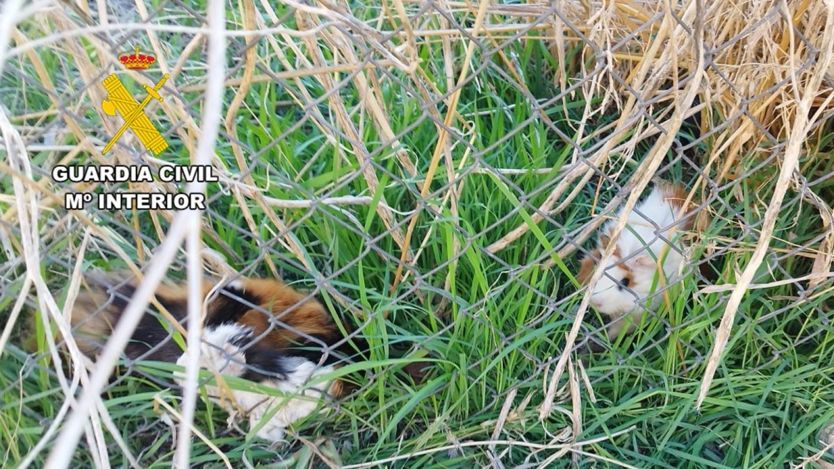 Cobayas localizadas por la Guardia Civil después de ser abandonadas en Merindad de Río Ubierna.